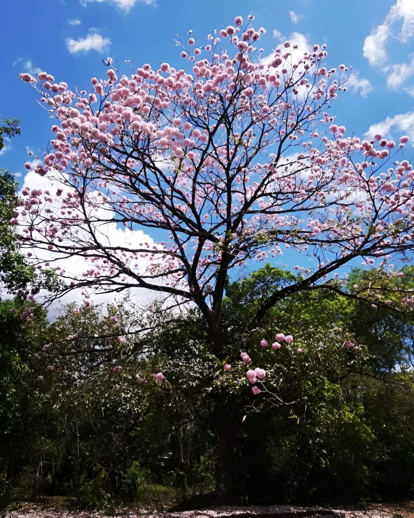 Servicio de Auditoría Ambiental Voluntaria Samaniego Consultores